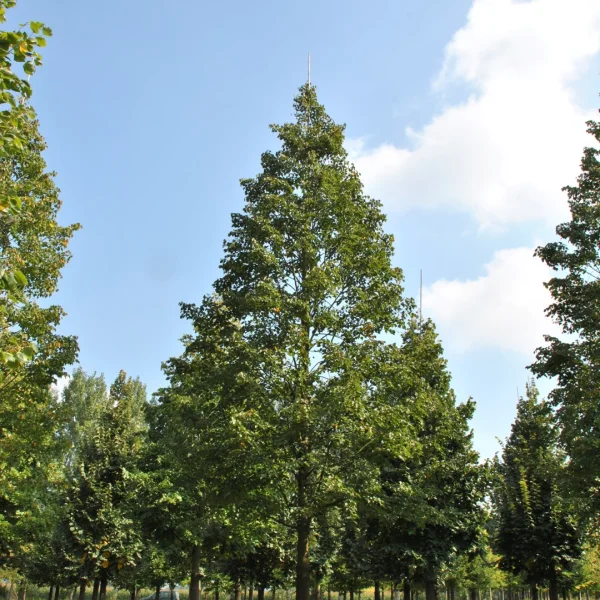 Tilia cordata CORINTHIAN ('Corzam') – Tilia cordata CORINTHIAN ('Corzam')