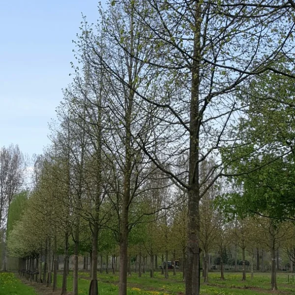 Tilia cordata 'Dombrie' – Tilia cordata 'Dombrie'