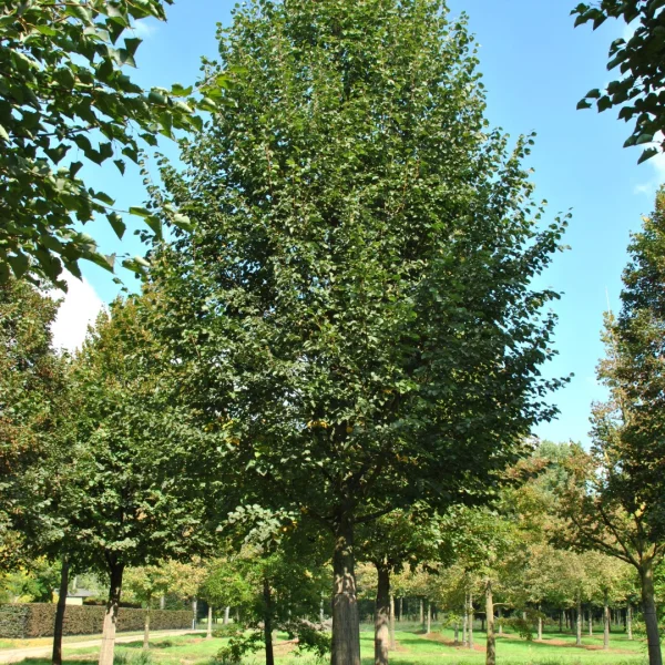 Tilia cordata 'Roelvo' – Tilia cordata 'Roelvo'