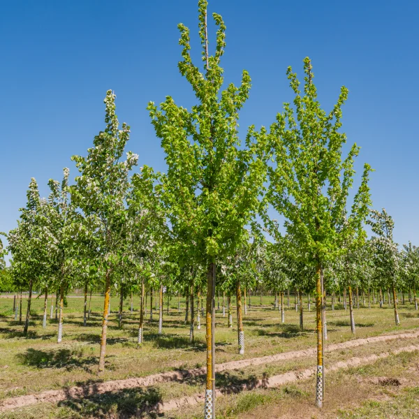 Acer campestre 'Baronne' &ndash; Acer campestre 'Baronne'
