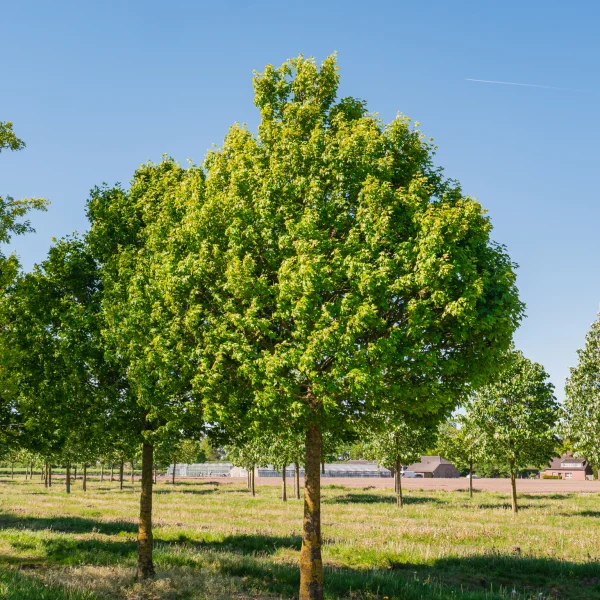 Acer campestre 'Eco Sentry' &ndash; Acer campestre 'Eco Sentry'
