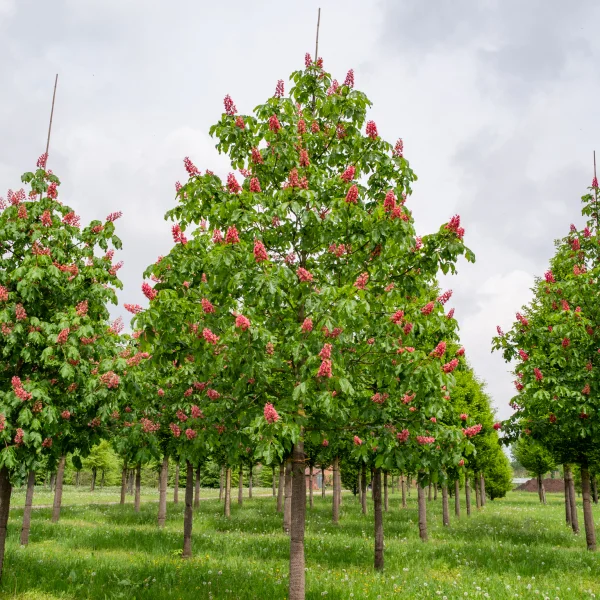 Aesculus ×carnea 'Briotii' &ndash; Aesculus ×carnea 'Briotii'