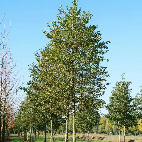 Alnus glutinosa &ndash; Common alder