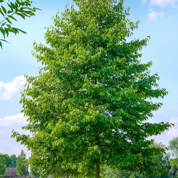 Alnus ×spaethii 'Spaeth'