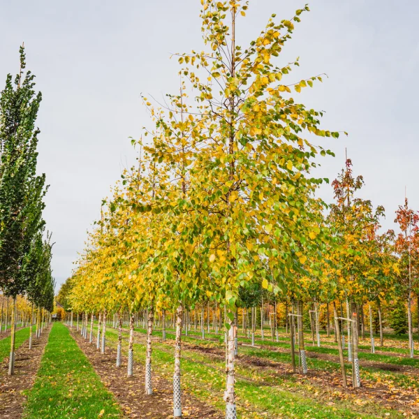 Betula nigra 'Heritage' &ndash; Betula nigra 'Heritage'