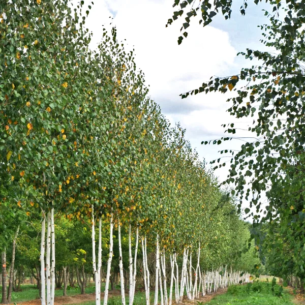Betula utilis 'Doorenbos' &ndash; Betula utilis 'Doorenbos'