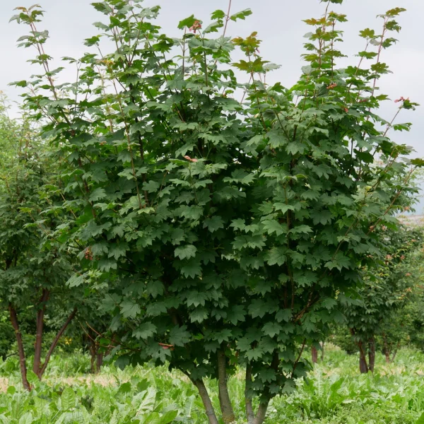 Acer circinatum – Acer circinatum