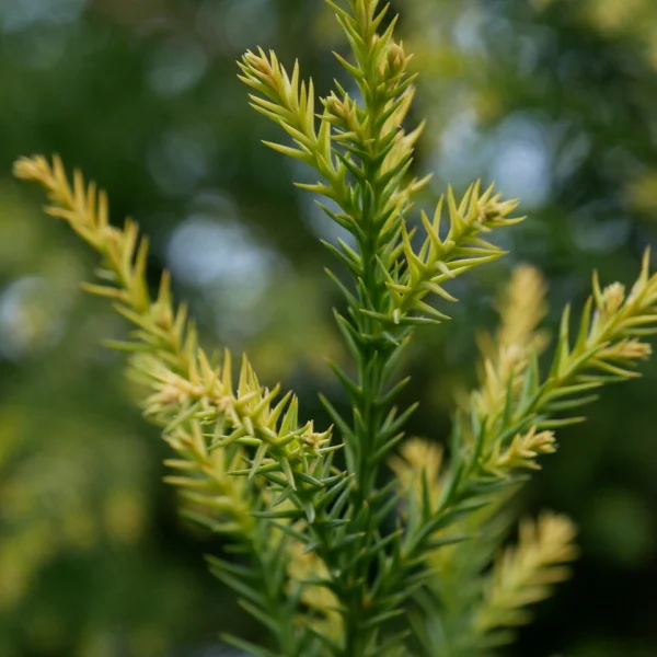 Cryptomeria japonica 'Sekkan' – Cryptomeria japonica 'Sekkan'