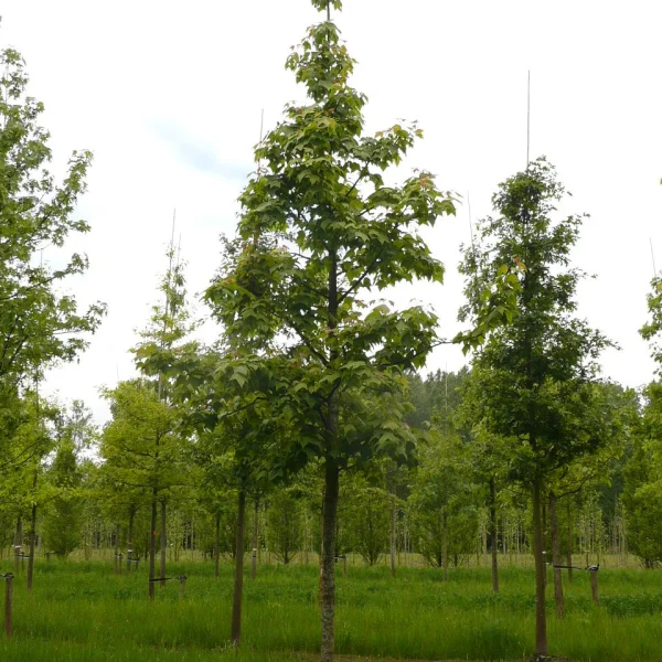 Liquidambar formosana – Formosan sweet gum
