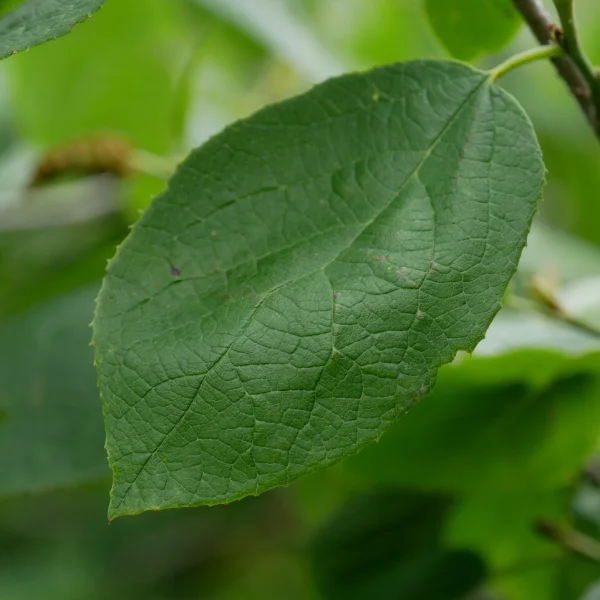 Sinowilsonia henryi – Sinowilsonia henryi