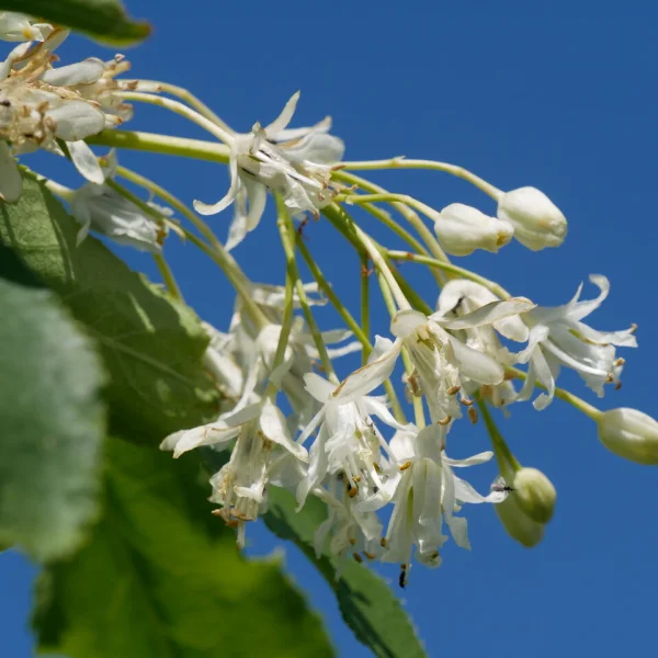 Staphylea trifolia – Staphylea trifolia