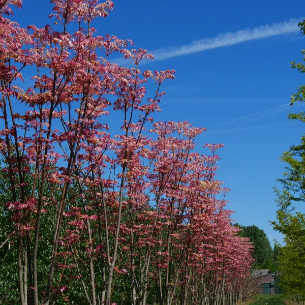 Toona sinensis – Chinese cedar, Chinese mahogany