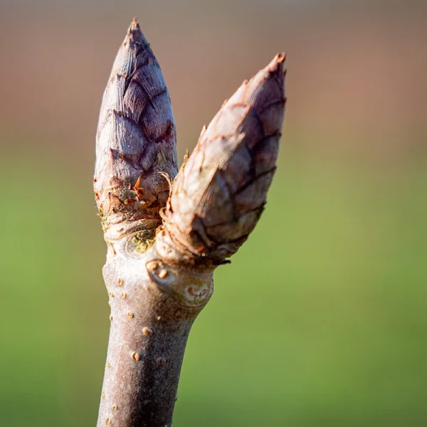 Aesculus glabra 'April Wine' – Aesculus glabra 'April Wine'