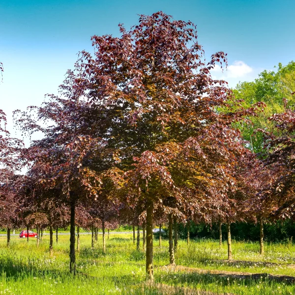 Fagus sylvatica 'Atropunicea' – Purple beech