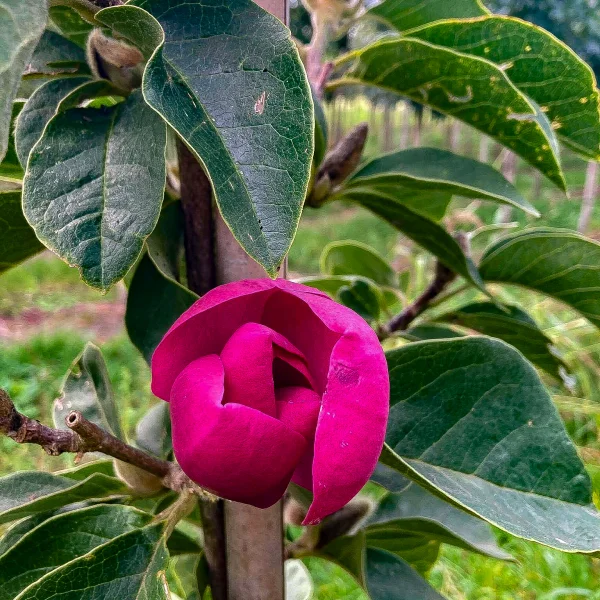 Magnolia 'Black Tulip' – Magnolia 'Black Tulip'