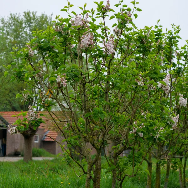 Syringa vulgaris 'Beauty of Moscow'