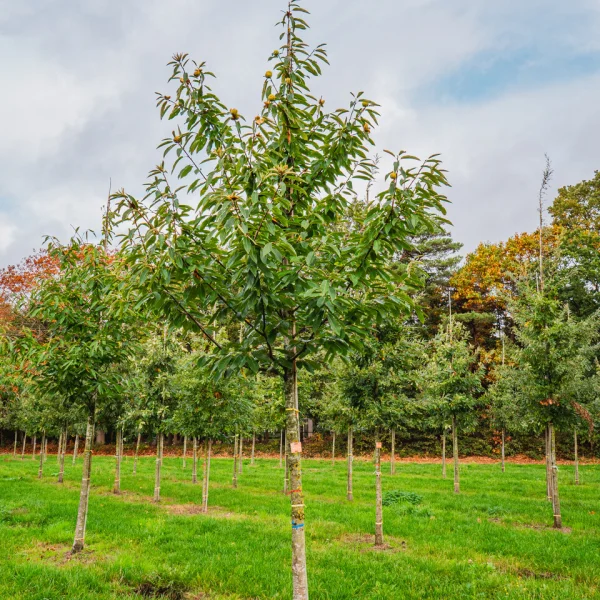 Castanea sativa &ndash; Sweet chestnut, Spanish chestnut