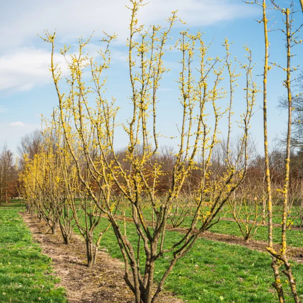 Cornus mas &ndash; Cornelian cherry