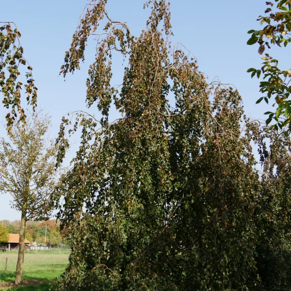 Fagus sylvatica 'Black Swan' &ndash; Fagus sylvatica 'Black Swan'