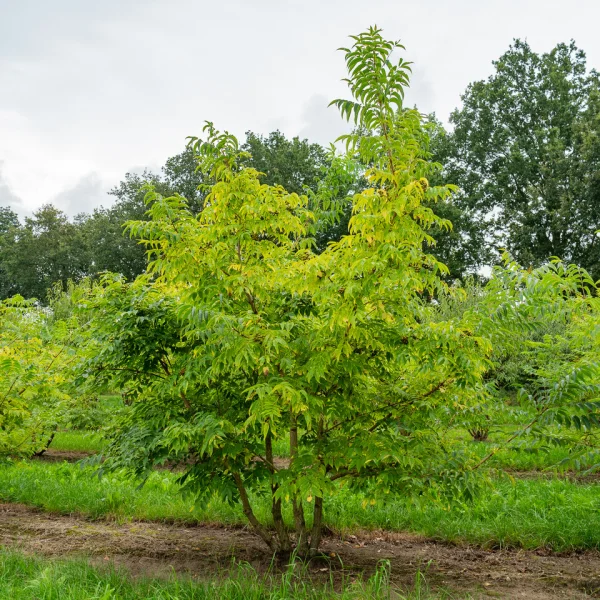 Phellodendron amurense – Amur cork tree