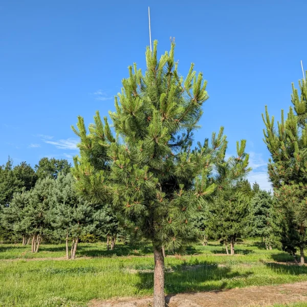 Pinus pinaster &ndash; Maritime pine