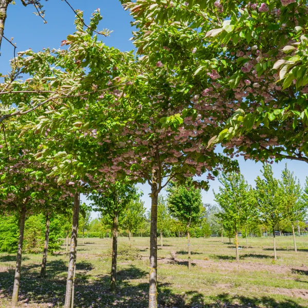 Prunus serrulata 'Fugenzo' &ndash; Prunus serrulata 'Fugenzo'