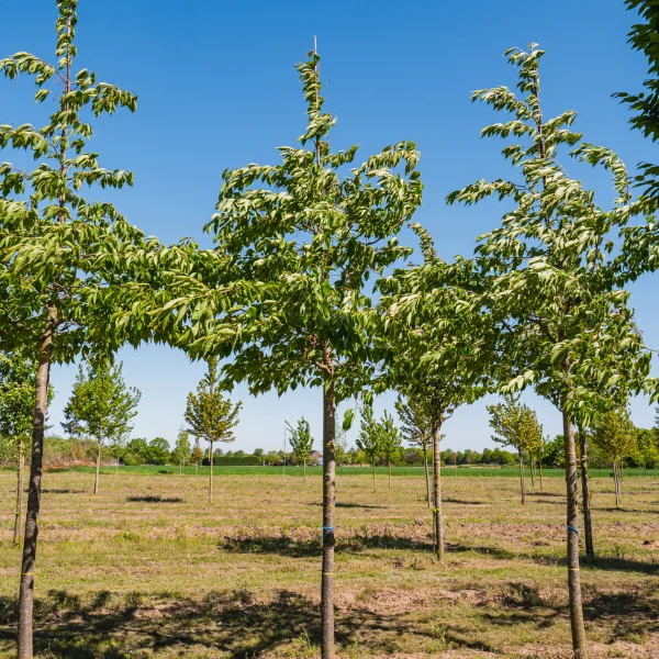 Prunus serrulata 'Shirotae' &ndash; Prunus serrulata 'Shirotae'