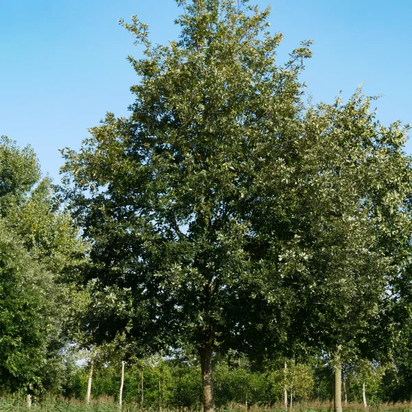 Quercus cerris &ndash; Turkey oak, Mossy oak, Moss-cupped oak