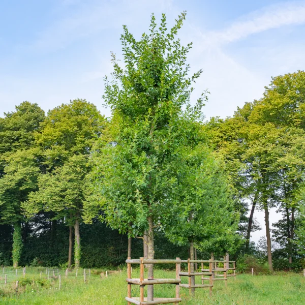 Quercus coccinea 'Splendens' &ndash; Quercus coccinea 'Splendens'
