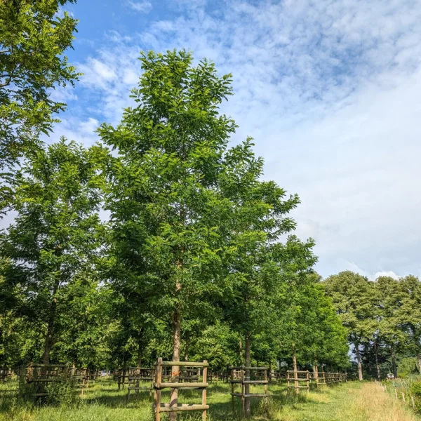 Robinia pseudoacacia 'Nyirségi' – Robinia pseudoacacia 'Nyirségi'