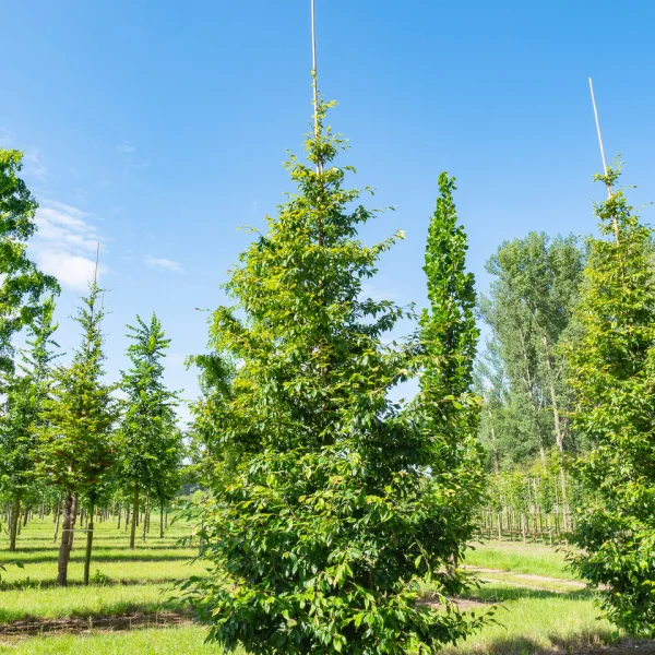 Sycopsis sinensis &ndash; Sycopsis sinensis