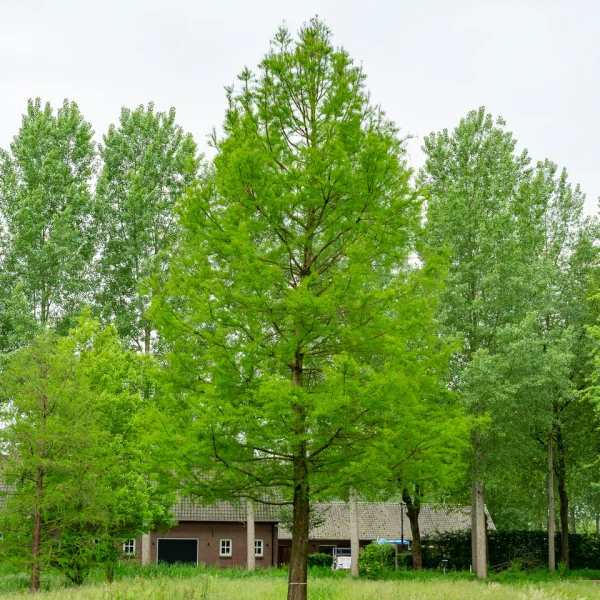 Taxodium distichum &ndash; Bald cypress, Swamp cypress