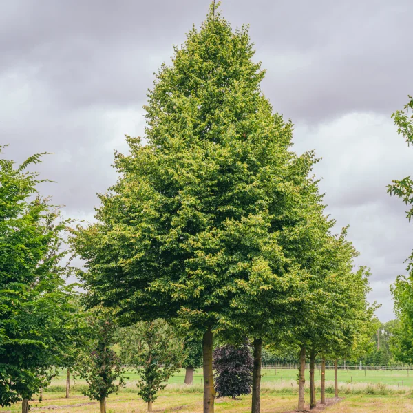 Tilia cordata 'Böhlje' &ndash; Tilia cordata 'Böhlje'