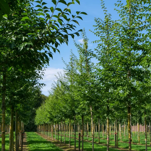 Ulmus 'Morton Glossy' &ndash; Ulmus 'Morton Glossy'